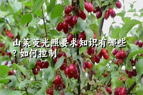 山茱萸光照要求知识有哪些？如何控制