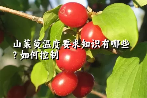 山茱萸温度要求知识有哪些？如何控制