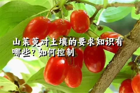 山茱萸对土壤的要求知识有哪些？如何控制