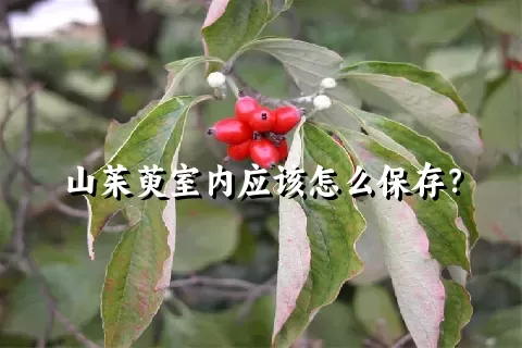 山茱萸室内应该怎么保存？