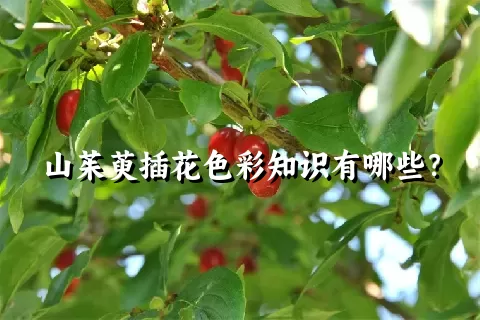 山茱萸插花色彩知识有哪些？