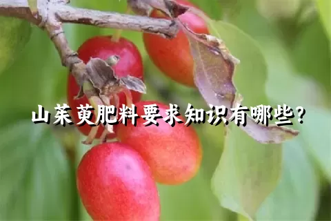 山茱萸肥料要求知识有哪些？