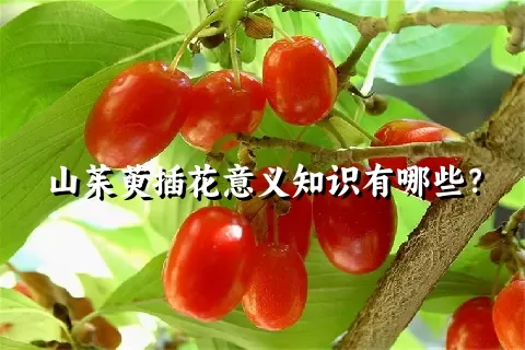 山茱萸插花意义知识有哪些？