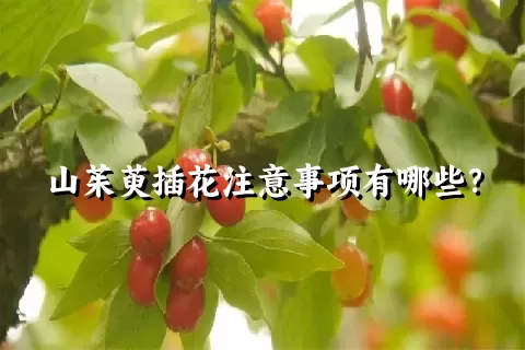 山茱萸插花注意事项有哪些？