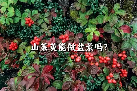 山茱萸能做盆景吗？