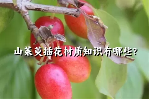 山茱萸插花材质知识有哪些？