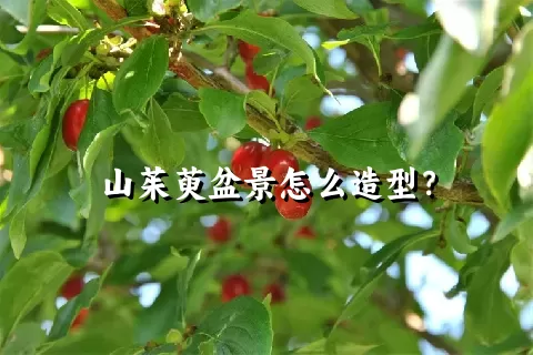 山茱萸盆景怎么造型？