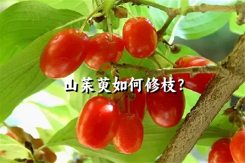 山茱萸如何修枝？