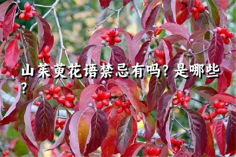 山茱萸花语禁忌有吗？是哪些？