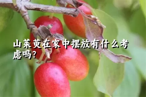 山茱萸在家中摆放有什么考虑吗？