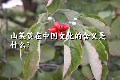 山茱萸在中国文化的含义是什么？