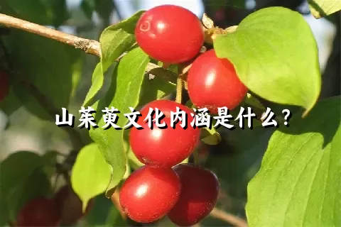 山茱萸文化内涵是什么？