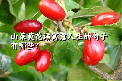 山茱萸花语寓意人生的句子有哪些？