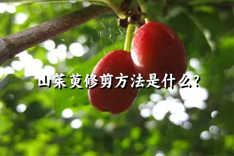 山茱萸修剪方法是什么？