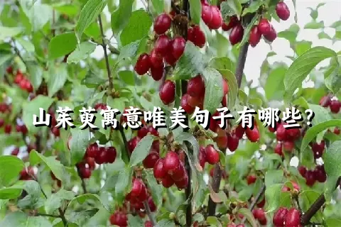 山茱萸寓意唯美句子有哪些？