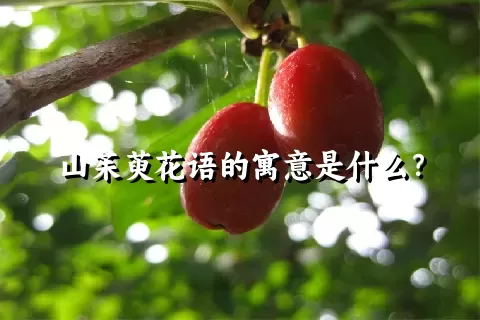 山茱萸花语的寓意是什么？