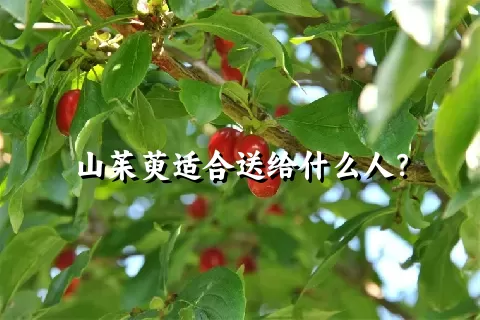 山茱萸适合送给什么人？