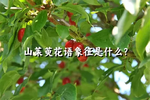 山茱萸花语象征是什么？