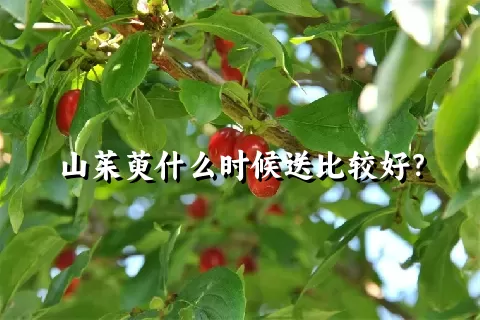 山茱萸什么时候送比较好？