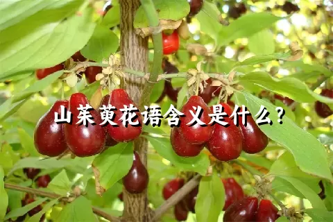 山茱萸花语含义是什么？