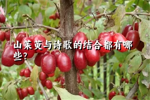 山茱萸与诗歌的结合都有哪些？