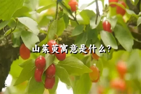 山茱萸寓意是什么？