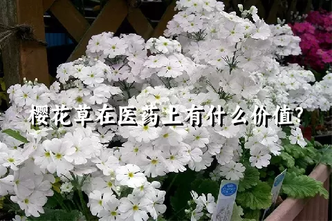 樱花草在医药上有什么价值？