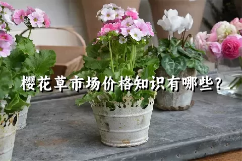 樱花草市场价格知识有哪些？