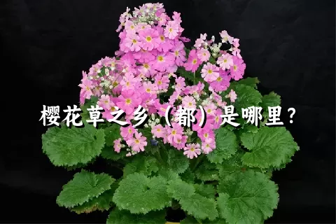 樱花草之乡（都）是哪里？