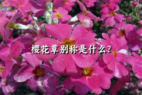 樱花草别称是什么？