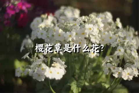 樱花草是什么花？