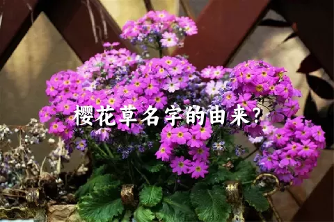 樱花草名字的由来？