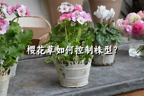 樱花草如何控制株型？