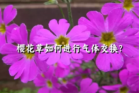 樱花草如何进行气体交换？