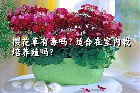 樱花草有毒吗？适合在室内栽培养殖吗？