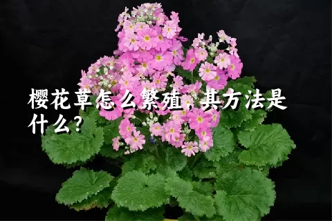 樱花草怎么繁殖，其方法是什么？