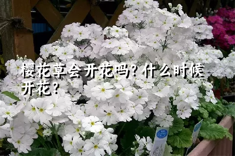 樱花草会开花吗？什么时候开花？