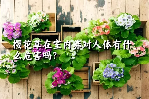 樱花草在室内养对人体有什么危害吗？