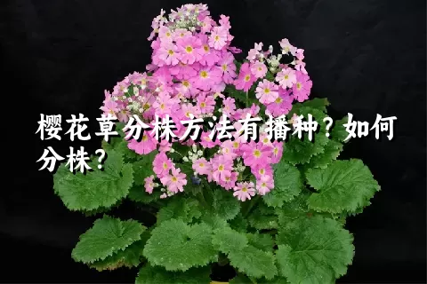 樱花草分株方法有播种？如何分株？