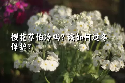 樱花草怕冷吗？该如何过冬保护？