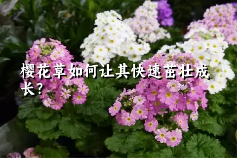 樱花草如何让其快速茁壮成长？