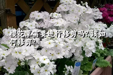 樱花草需要进行修剪吗？该如何修剪？