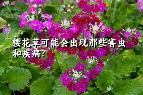 樱花草可能会出现那些害虫和疾病？