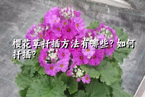 樱花草扦插方法有哪些？如何扦插？