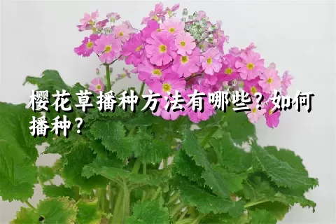 樱花草播种方法有哪些？如何播种？