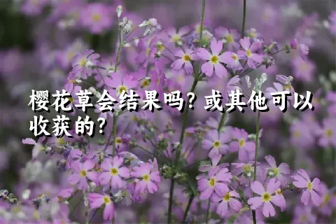 樱花草会结果吗？或其他可以收获的？