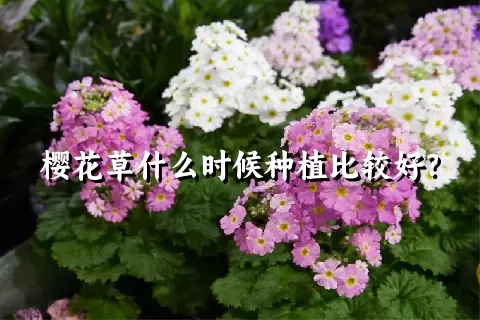 樱花草什么时候种植比较好？