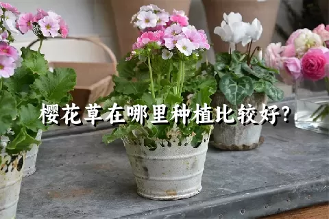 樱花草在哪里种植比较好？