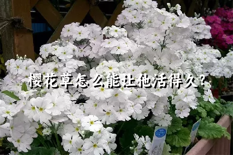 樱花草怎么能让他活得久？