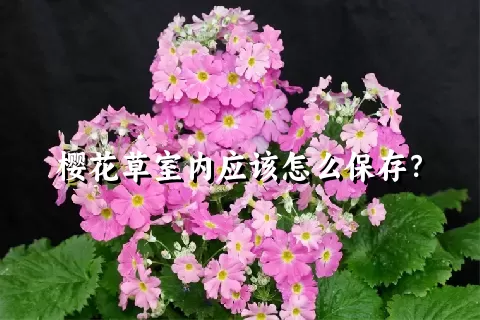 樱花草室内应该怎么保存？